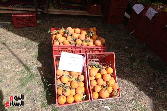 معرض السلع والمنتجات الغذائية بميدان باب الشعرية (26)