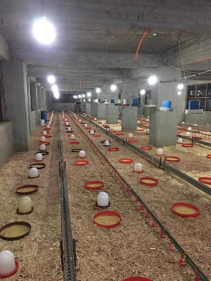 مزارع تربية وتسمين الدواجن (1)