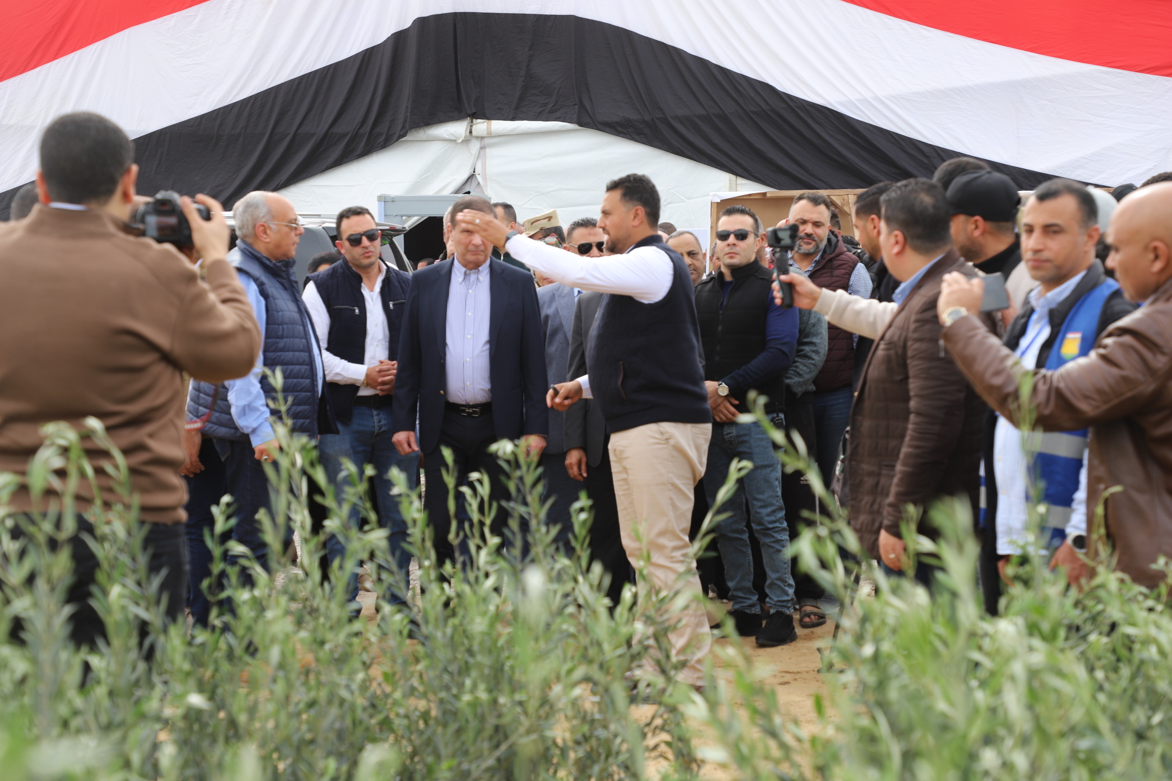 بين شتلات الزيتون