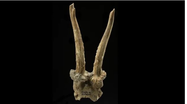 غطاء رأس مصنوع من جمجمة غزال