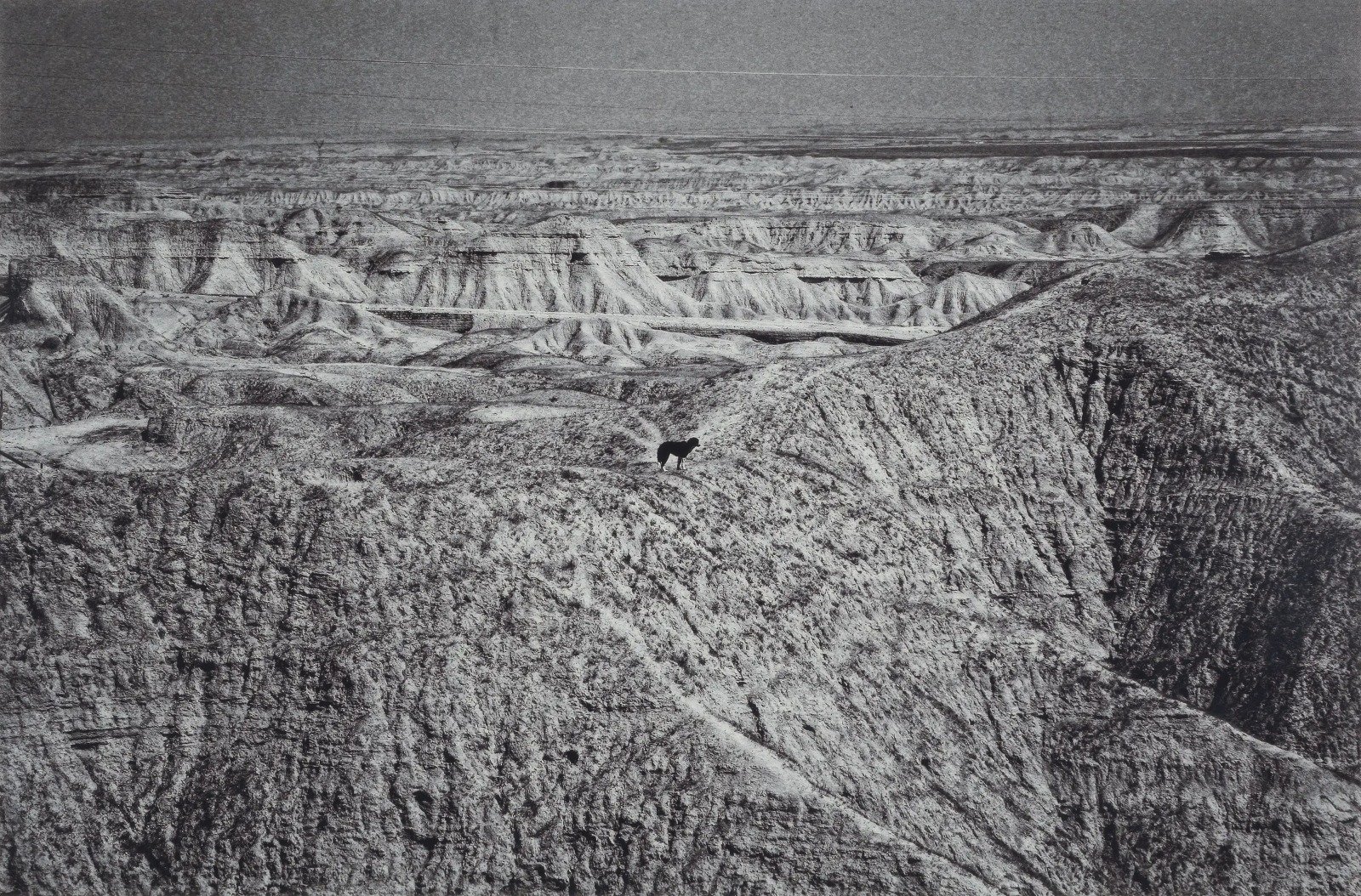 تقرير لدارسي للفنان الإيراني باباك كاظمي تقرير لدارسي للفنان الإيراني باباك كاظمي