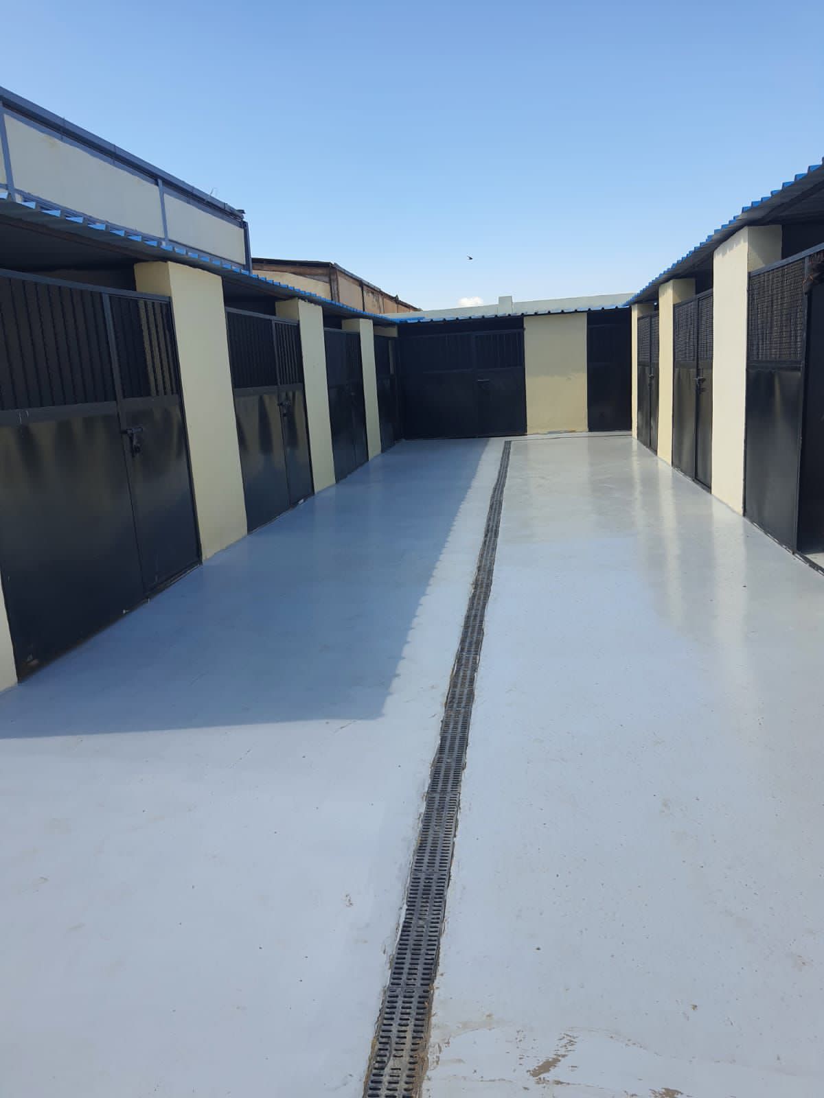 شارت إيواء الكلاب