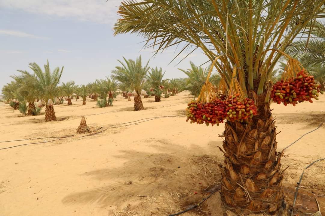 أكبر مزرعة نخيل فى الوادى الجديد (4)