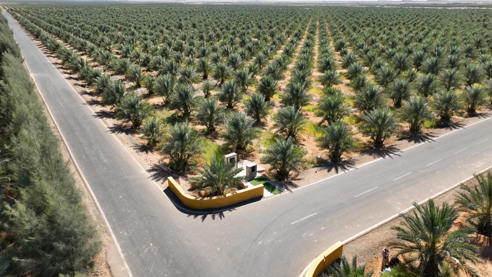 أكبر مزرعة نخيل فى الوادى الجديد (14)