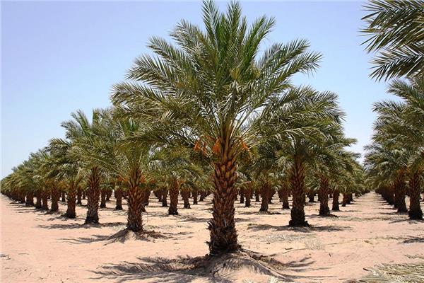 أكبر مزرعة نخيل فى الوادى الجديد (1)