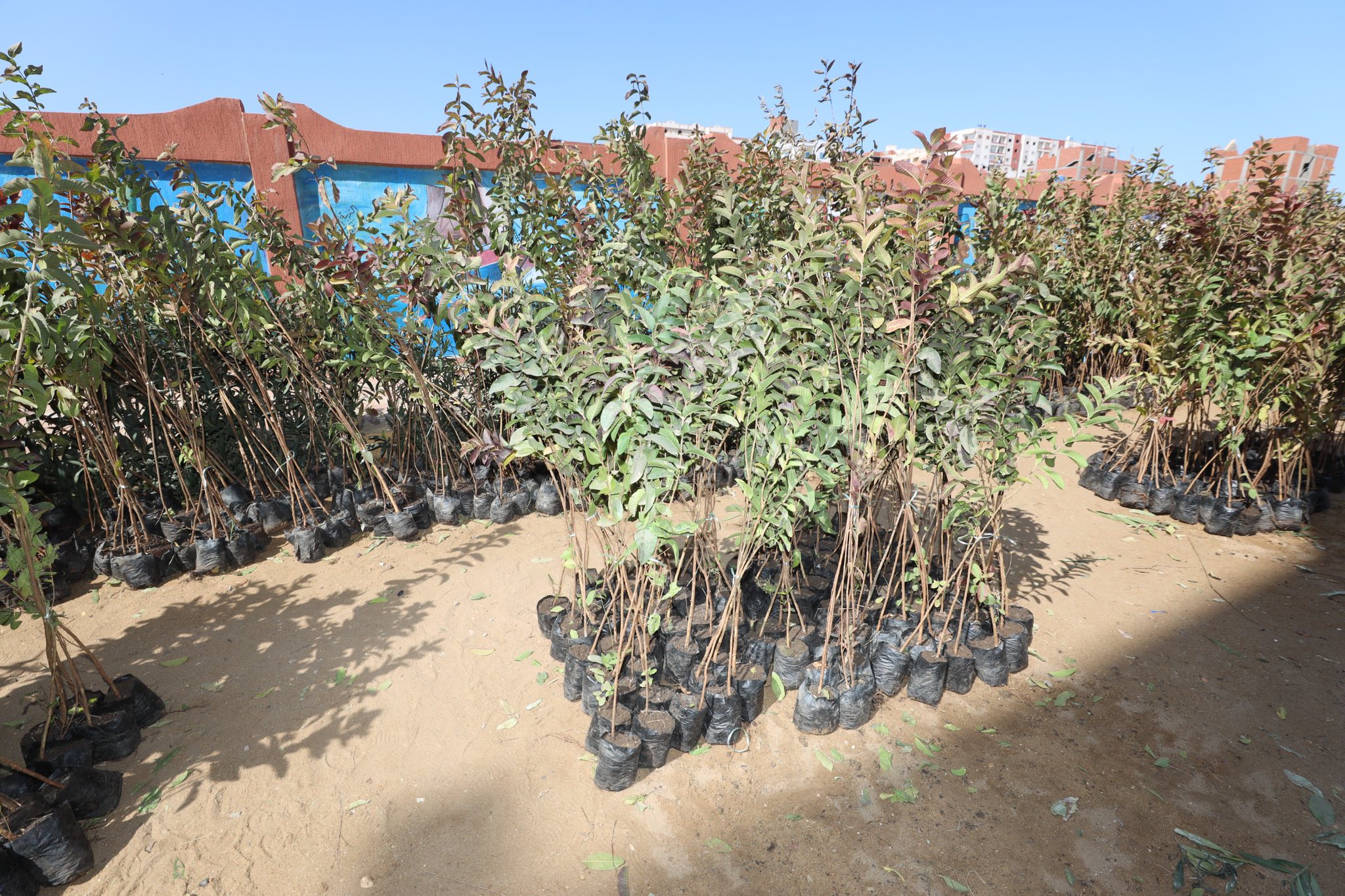 تنوع الاشجار المثمرة