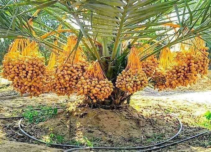 أكبر مزرعة نخيل فى الوادى الجديد (3)