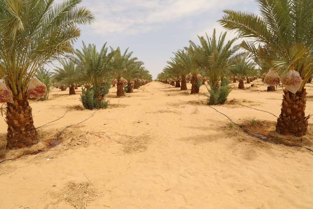 أكبر مزرعة نخيل فى الوادى الجديد (5)