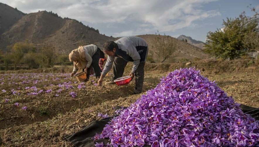 الحاصلات الزراعية (2)