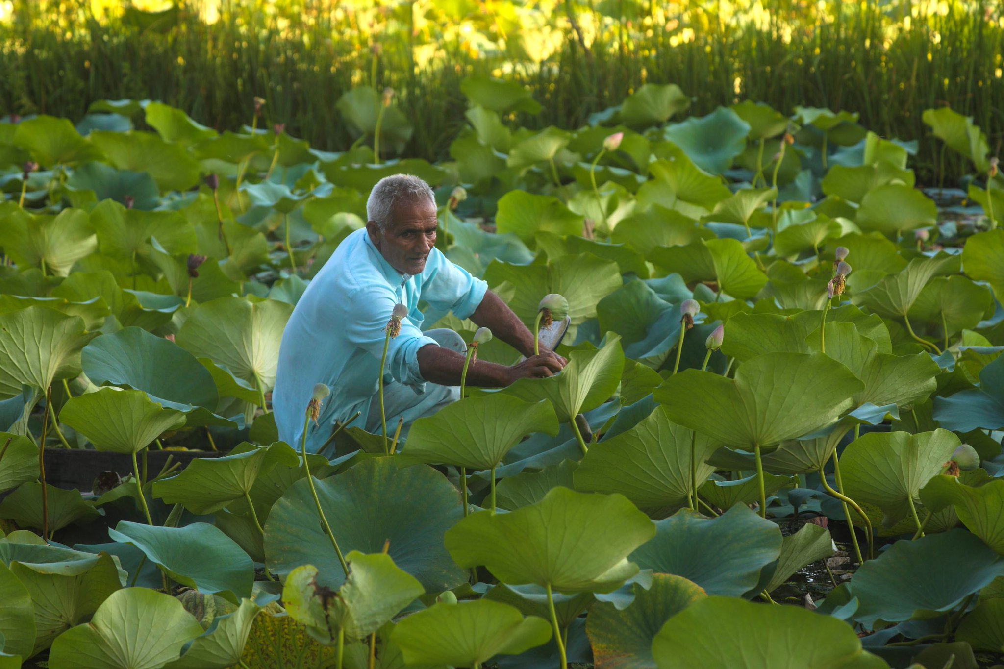 الحاصلات الزراعية (5)