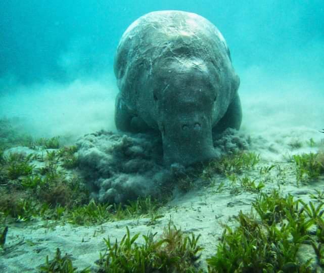 يسمي الجلد أو الأطم يسمي الجلد أو الأطم
