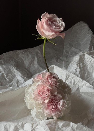 القرنفل الملون