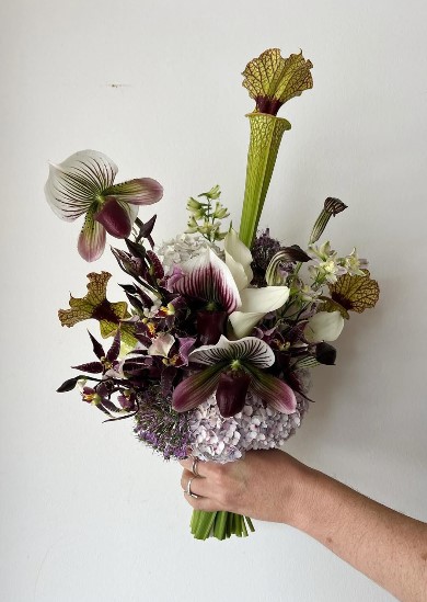 النباتات اللاحمة