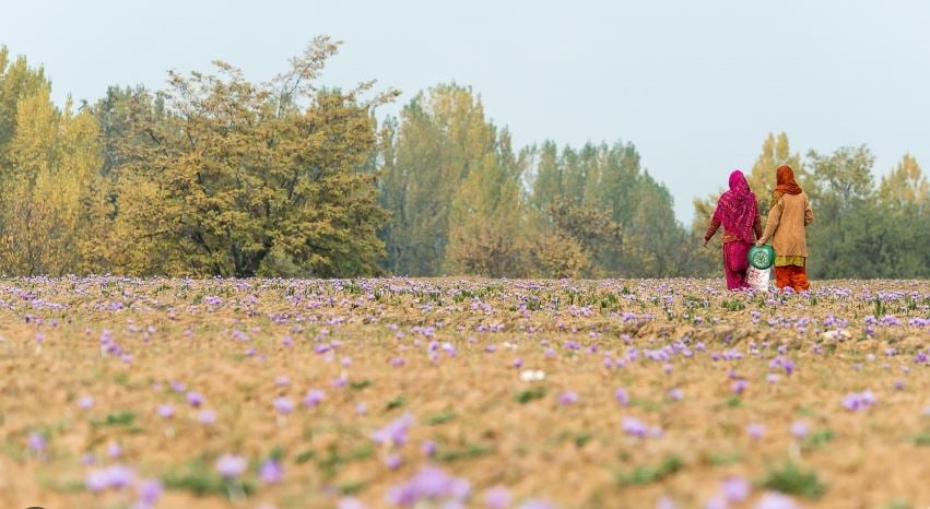 الحاصلات الزراعية (4)