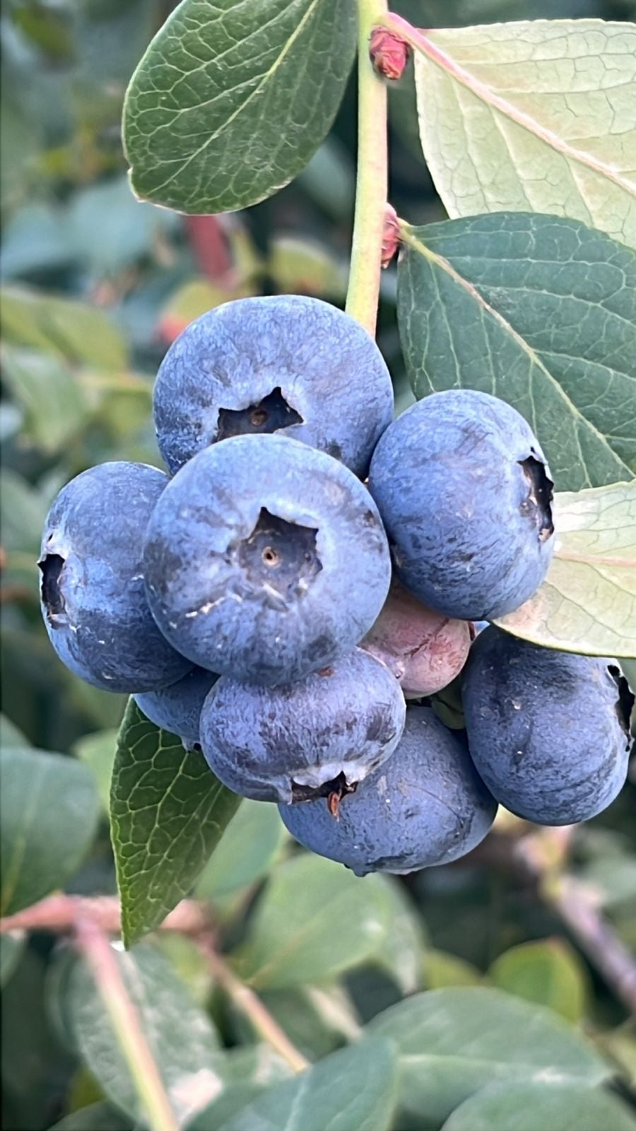 التوت الأزرق