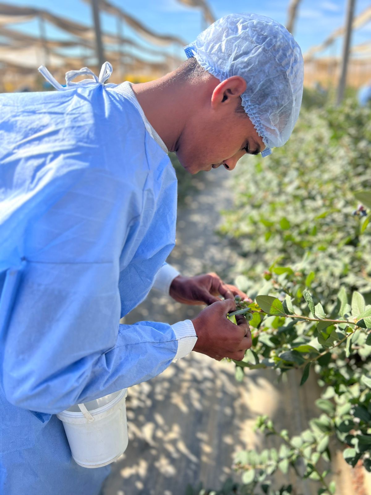 جمع البلوبيري