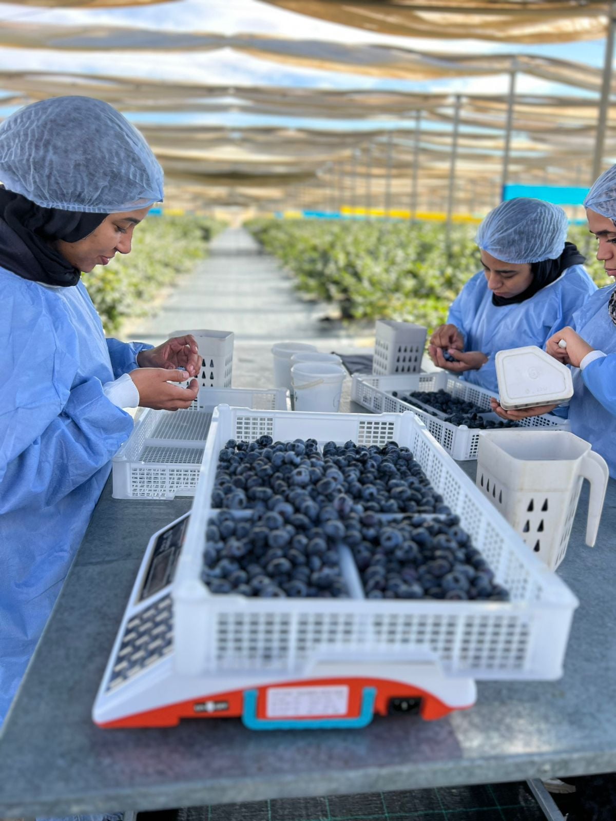 فرز التوت الأزرق