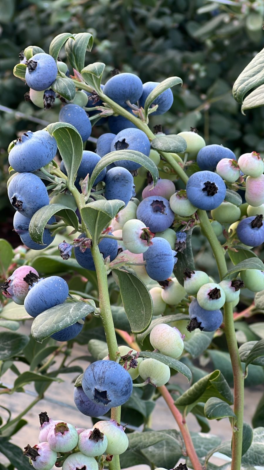 زراعة البلوبيرى في مصر