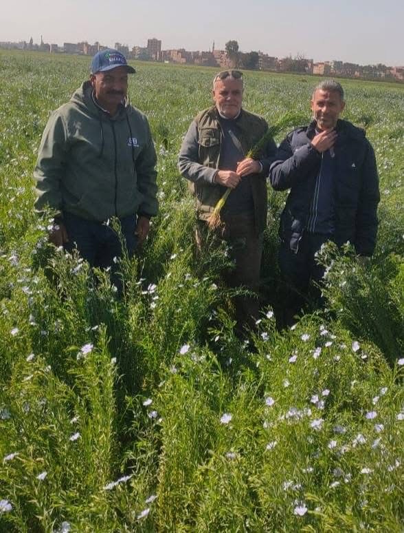 جانب من الحصاد