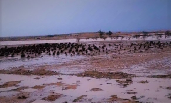 امطار الخير في وديان مطروح