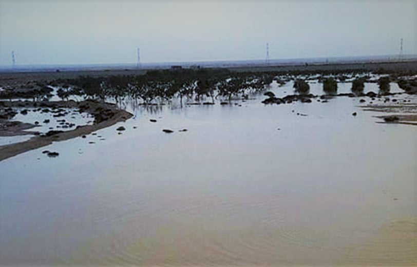 الامطار تروي الزراعات - مطروح