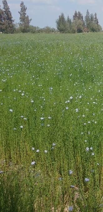 أراضى مزروعة كتان (1)