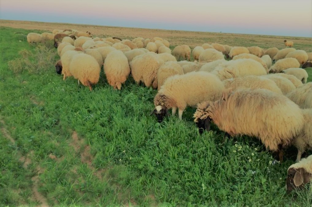 الامطار تزيد رقعة المراعي بمطروح