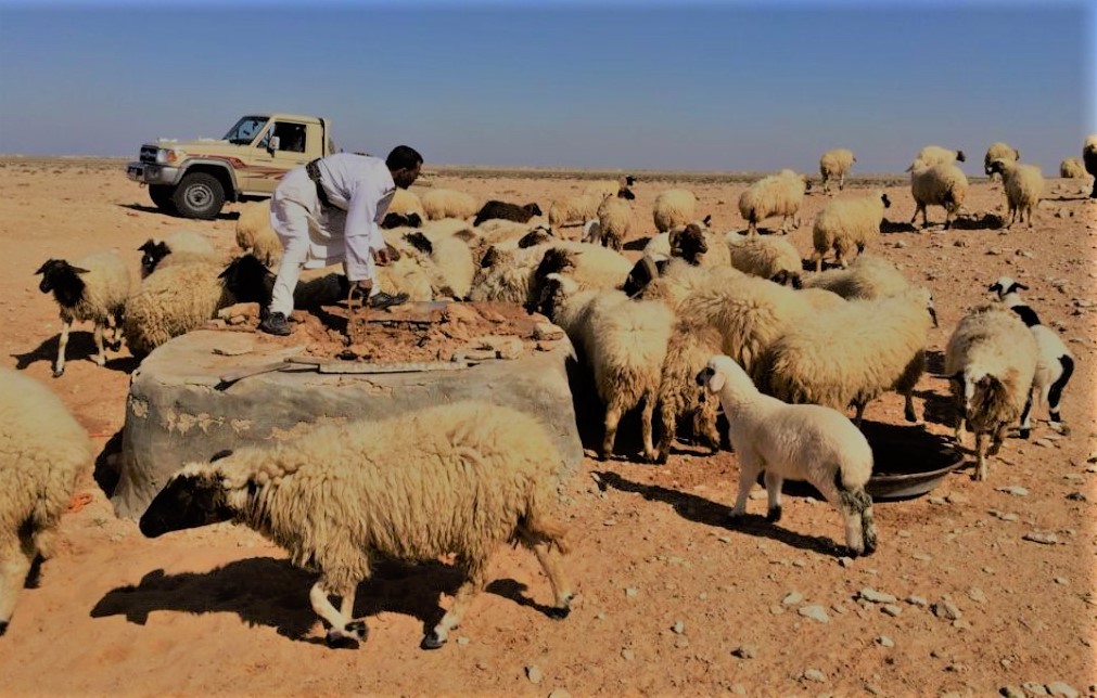 اغنام البرقي المميزة - صحراء مطروح