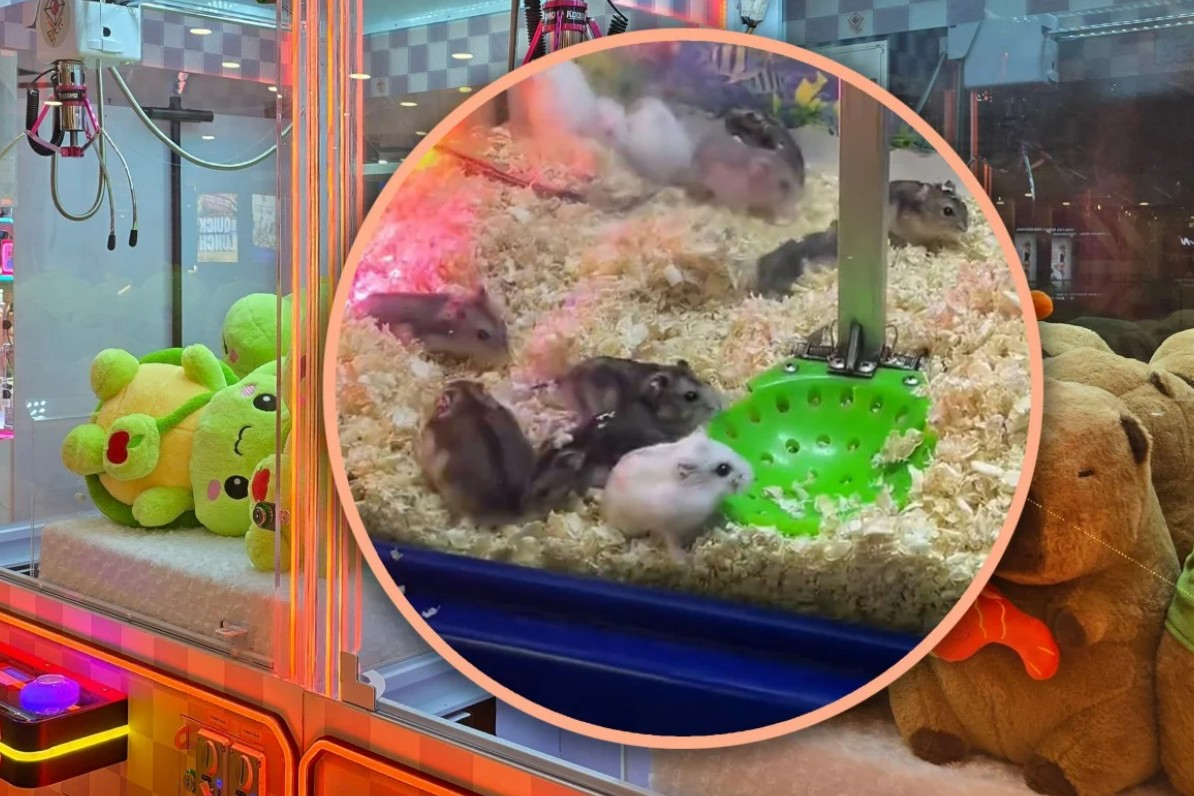 الهامستر داخل اللعبة