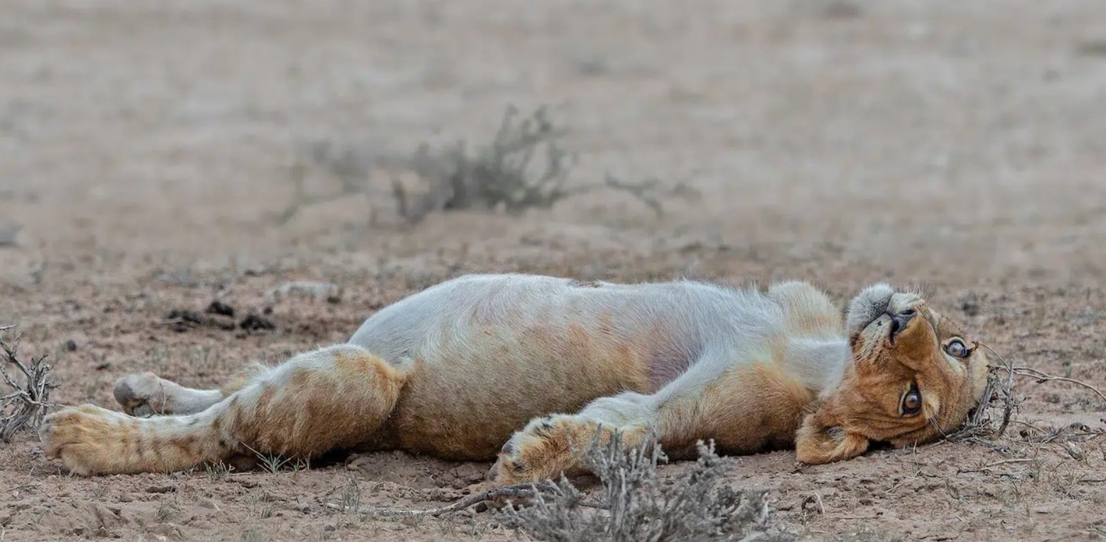 شبل أسد في حالة غيبوبة بعد الإفراط في الطعام