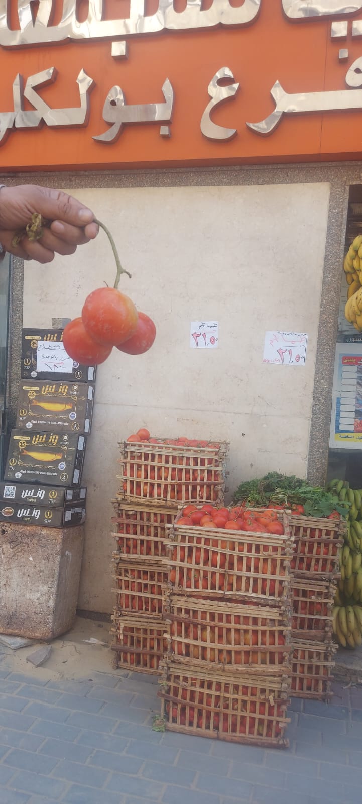 توافر الطماطم