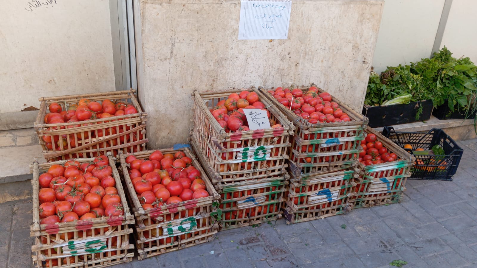 طرح الطماطم بأسعار مخفضة