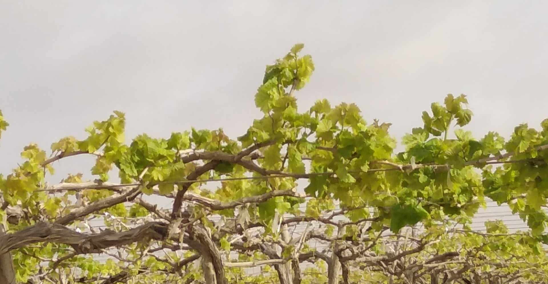 زراعة أشجار العنب (3)