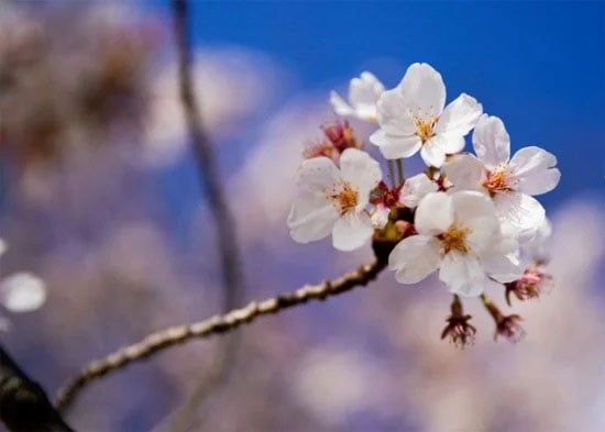 زهرة الكرز المتفتحة