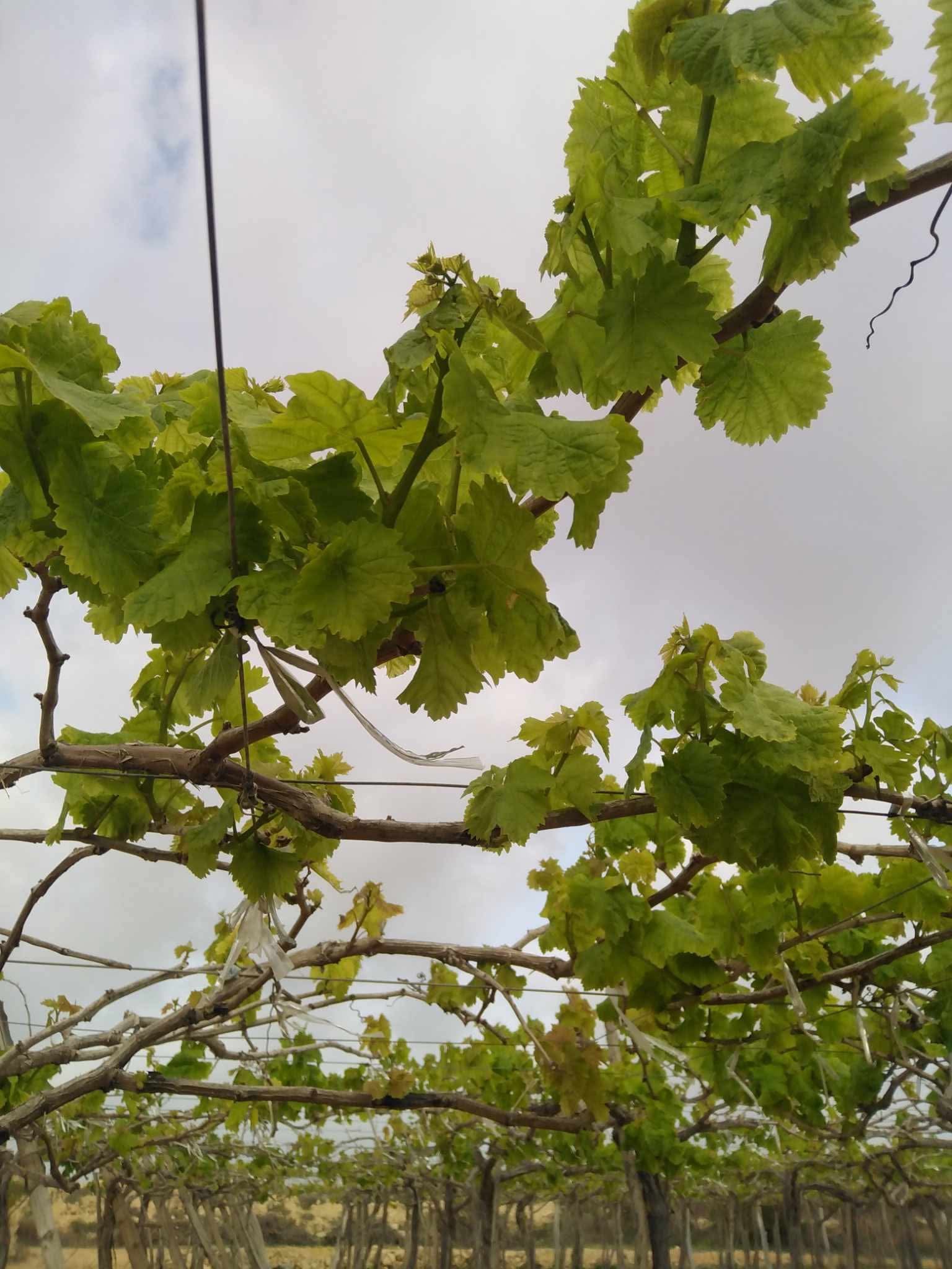 زراعة أشجار العنب (1)