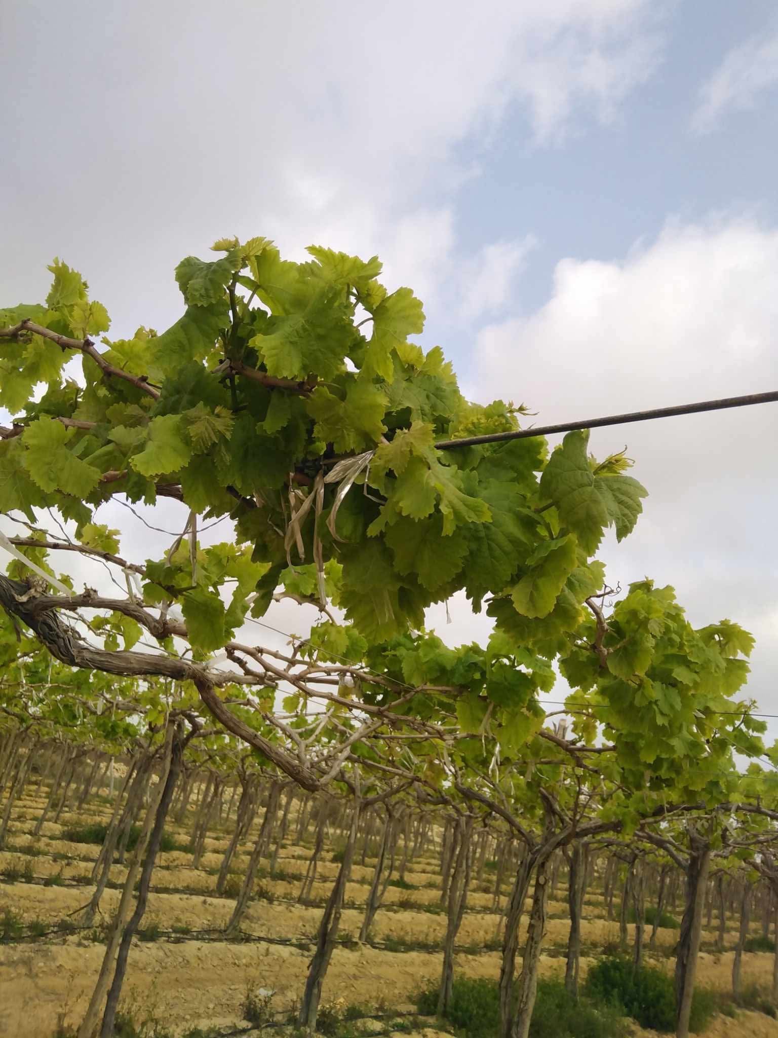 زراعة أشجار العنب (2)