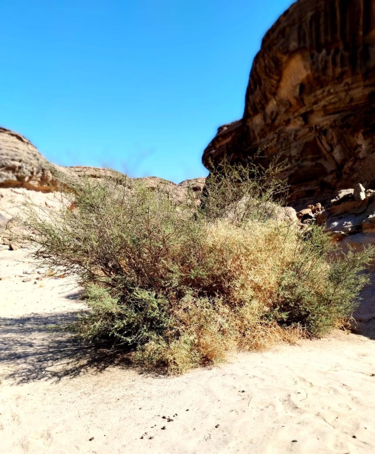 نباتات صحراوية 