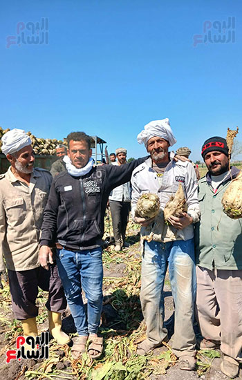 انطلاق-حصاد-البنجر