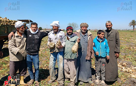 موسم-بنجر-السكر