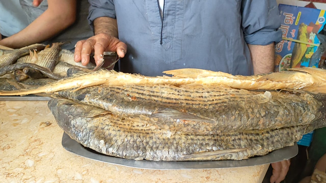 الملوحة العملاقة كلب البحر الملوحة العملاقة كلب البحر