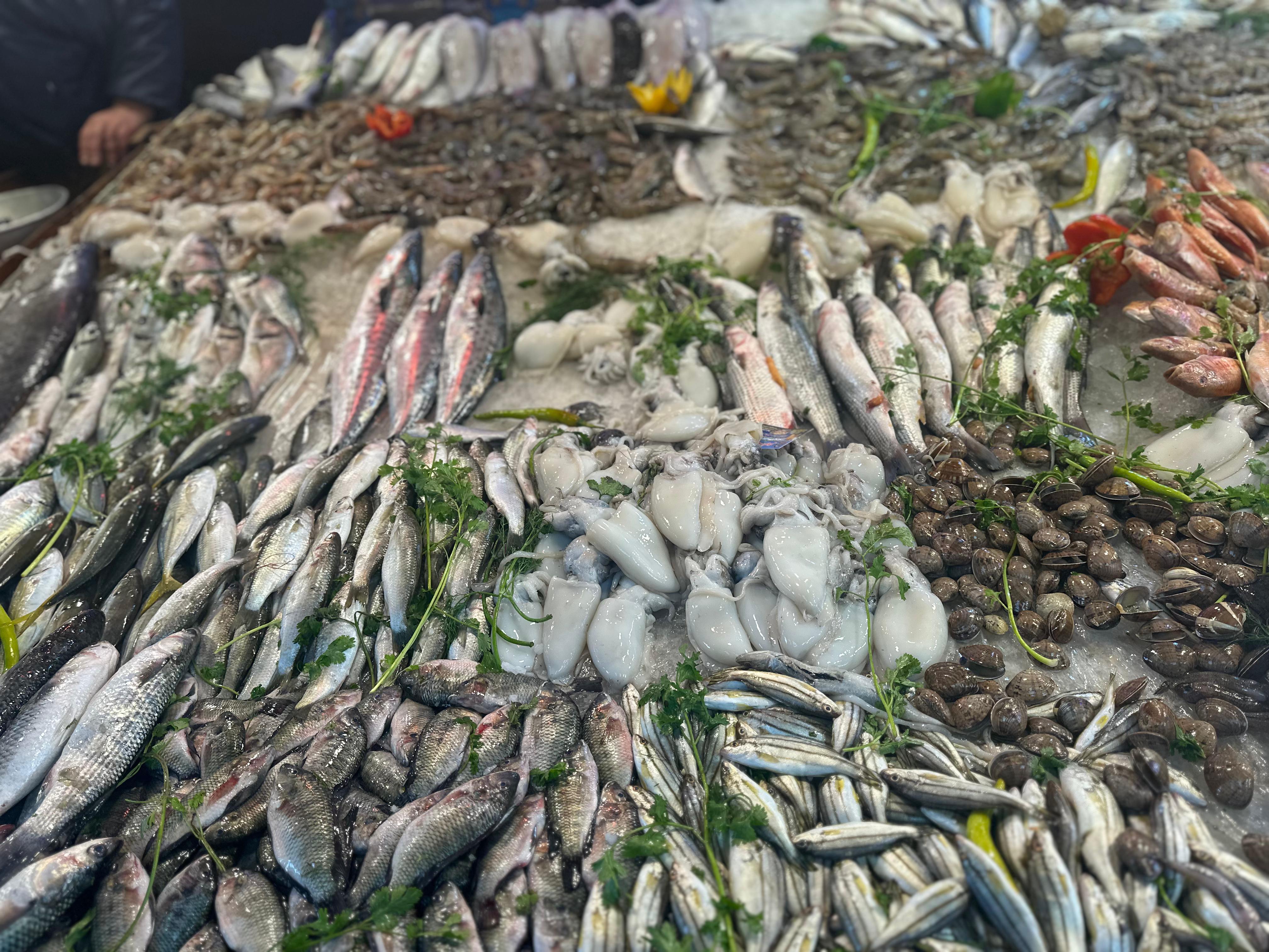 الاسماك في سوق بورسعيد الاسماك في سوق بورسعيد