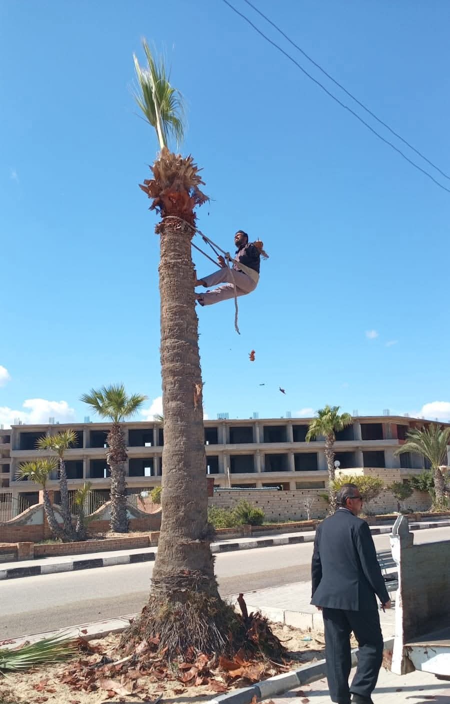 تقليم النخيل في جمصة