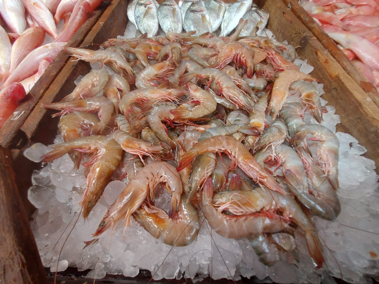 جمبرى فراولة 3