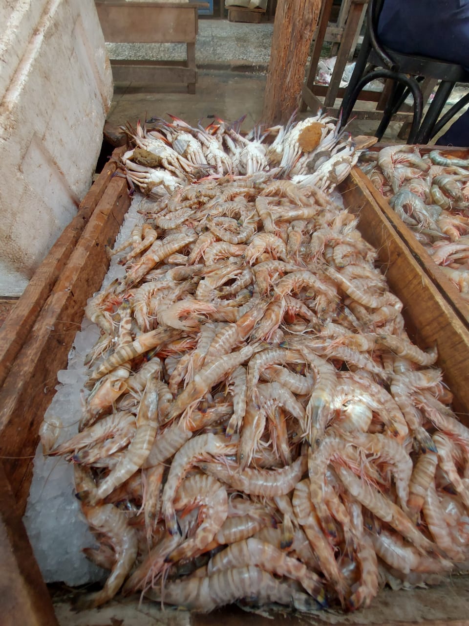 جمبرى قزاز 1