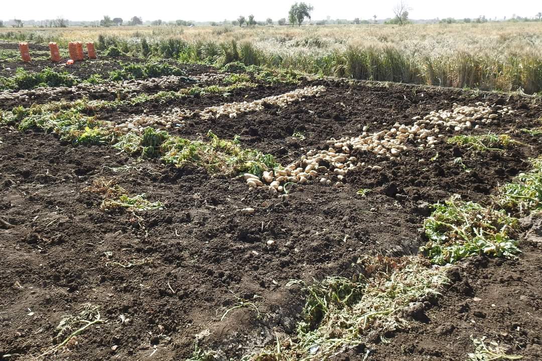 زراعة البطاطس بالمنيا
