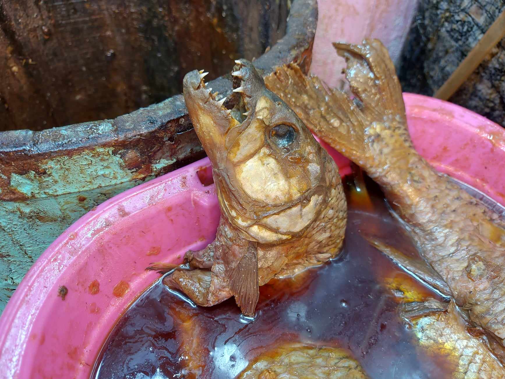 الملوحة الكلابى 