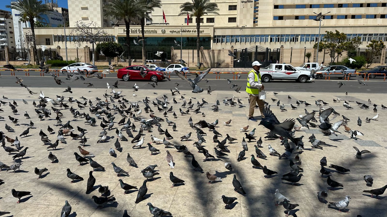 إنتشار الحمام بالميدان إنتشار الحمام بالميدان