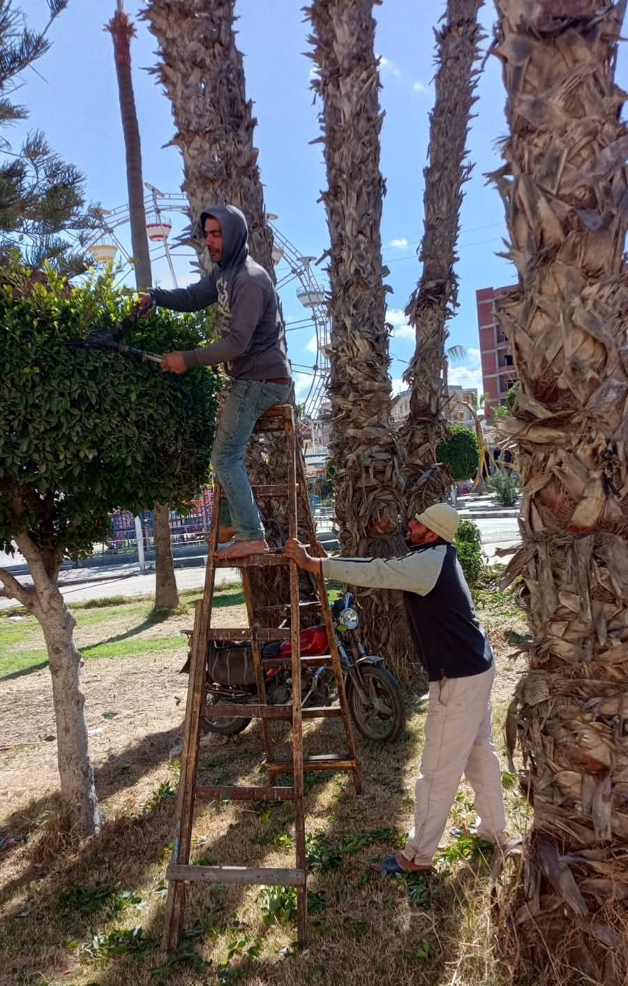 قص الأشجار