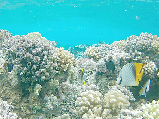 شعاب مرجانية نادرة