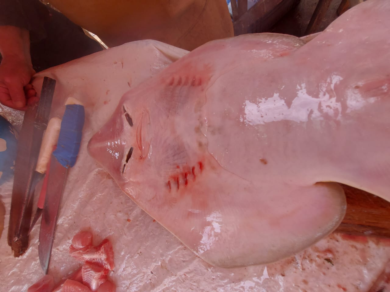 المحرات او السمكة الضاحكة